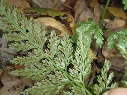 Image result for Asplenium uhligii
