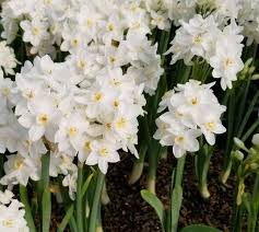 Ziva Paperwhites Narcissus Bulbs Daylily Nursery Daylily Nursery Day Lilies Narcissus Bulbs
