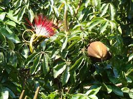 How To Grow And Care For A Money Tree Plant Lawnstarter