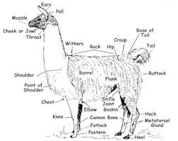 Llama Anatomy Funny Llama Cute Alpaca Llama Alpaca