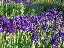Green grassy plant with purple flowers. Siberian Iris Iris Sibirica Tall Grass Like Leaves Topped By Purple Flowers Garden Shade Plants Flowering Shade Plants