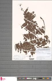 Image result for Triplophyllum