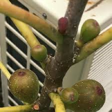 いちじくの育て方 植え付けや肥料の与え方は 鉢植え栽培もできる Greensnap グリーンスナップ