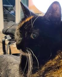 Sassy On Instagram Snuggly Kinda Evening Sassy Cat Instagram Sassy