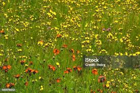 Image result for Ursinia montana