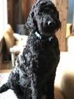Black Goldendoodle Puppies for Sale - DogsNow