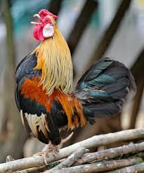 For a more detailed overview read this article. Rooster Crowing Pictures Download Free Images On Unsplash
