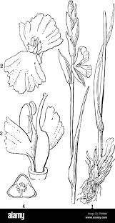 Image result for Hetaeria