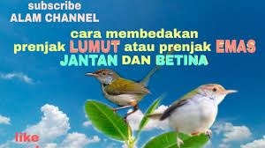 Prenjak betina mempunyai suara tembakan yang panjang. Cara Membedakan Prenjak Lumut Jantan Dan Betina Prenjak Emas Prenjak Lumut Youtube
