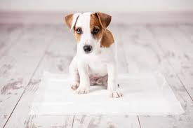 Are you a senior or someone with limited mobility where quickly getting outdoors is out some really small puppies are well, too small to go up and down steps because the height of the rise is taller than they are. The Best Puppy Potty Training Pads Of 2021 Pet Life Today