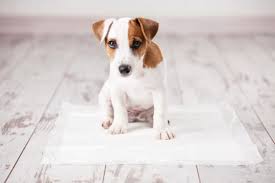 Great savings free delivery / collection on many items. The Best Puppy Potty Training Pads Of 2021 Pet Life Today