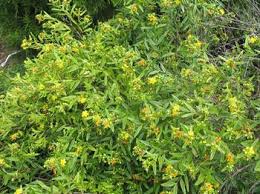 Image result for Hypericum