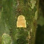 Image result for Tapura fischeri