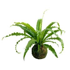 Image result for Asplenium angolense