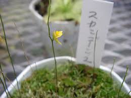 Image result for Utricularia scandens