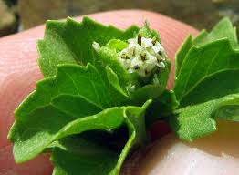 Image result for Acanthospermum australe