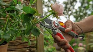 Maybe you would like to learn more about one of these? Best Secateurs Top 6 Buys For Perfect Pruning Real Homes