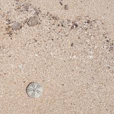 Image result for tbn:buRKMeeBoShjfM::www.2pacmakaveli.es/cover_2pacmakaveli.jpg