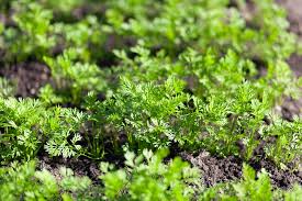 I almost have to stop myself from apologizing to the carrot seedlings. Carrot Sprouts Much More Than Just Baby Carrots