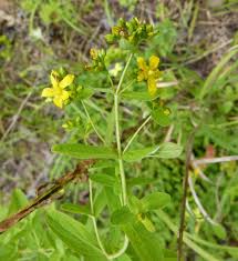 Image result for Hypericum scioanum
