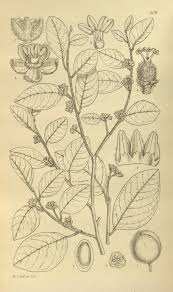 Image result for Pseudolachnostylis maprouneifolia
