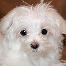 Everything about the maltese yorkie mix (morkie) | should you get one for your family? Maltese Puppies For Sale In Florida