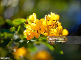 Image result for Senna bicapsularis