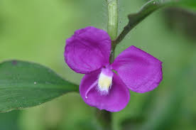 Image result for Coleotrype laurentii