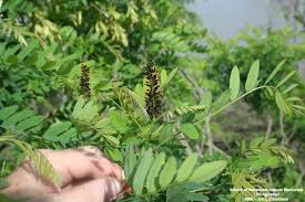 Image result for Indigofera baumiana