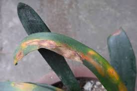 It is a perennial from tuberous rhizomes. How To Deal With The Rust Of Clivia The Plant Aide