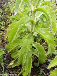 Image result for Kalanchoe lanceolata