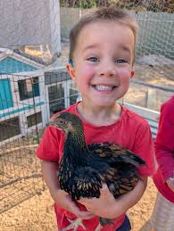 Need an old-fashioned female name for a pullet who is very timid and often  bullied. Edit: have chosen "Daphne"...a delicate flower