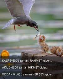 Cumamiz Kutlu Olsun Hayvanlar Hayvanlar Alemi Hayvan