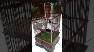 Untuk burung decu mini yakni hanya rp. Suara Decu Kembang Bakalan Belajar Bunyi Mantaaaaaaabbbbb Youtube