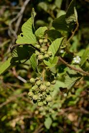 Image result for Rubus ellipticus
