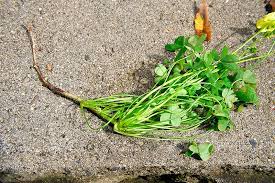 Maybe you would like to learn more about one of these? Oxalis Pes Caprae Curbstone Valley