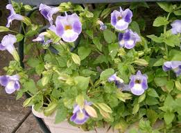 Image result for Torenia thouarsii