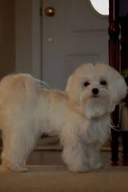 In this world people kept pet animals for their personal company or protection of their houses. Pin By Maltesedog On Maltese Dog Cute Maltese Dogs Puppy Haircut Maltese Haircut