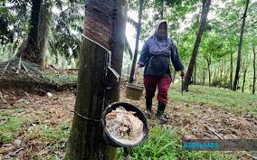 Di sini dikongsikan cara untuk membuat permohonan bantuan musim tengkujuh 2020 ini. Bernama Lebih Rm37 Juta Bantuan Musim Tengkujuh Untuk Pekebun Kecil Getah Sabah