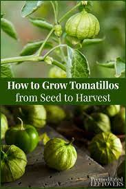 This Guide On How To Grow Tomatillos Includes Everything You Need To Know About Growing Tomatillos From See Growing Tomatillos Tomatillo Plant Growing Tomatoes