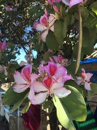 Image result for Bauhinia variegata
