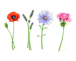 Zodiac Flowers 11x14 Mixed Media On Paper Each Flower Represents A Sign Poppy Taurus Lavender Birth Flower Tattoos Aster Flower Tattoos Geranium Tattoo