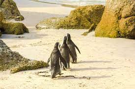 There are around 250 bird species, including penguins, that are found in the cape of good hope vicinity, while other animals from zebras, deer, reptiles, antelopes, otters and rodents are. Explore South Africa Cape Town Winelands Johannesburg Safari Beach 16 Days Kimkim