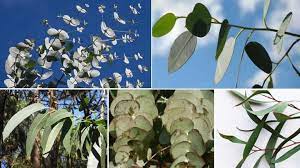 Check spelling or type a new query. Types Of Eucalyptus Trees Leaves Flowers Bark Pictures