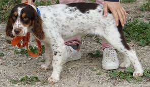 Vermittelt hunde in not und unterstützt tierschutzaktivisten vor ort. Ronja3 Zypernpfoten In Not De