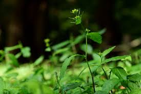 Image result for Rorippa nudiuscula