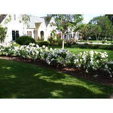 Rose Hedge Rose Hedge Garden Hedges Garden Ideas Uk