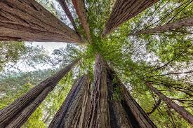 Tips for visiting the redwoods. Three Days In Redwood National And State Parks