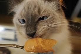 This is a cool hat accessory in the form of a peanut butter & jelly sandwich! 12 Great Ways To Use Creamy Peanut Butter