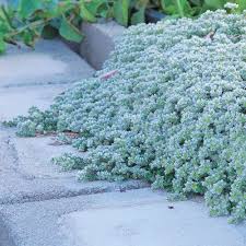 Image result for Zehneria parvifolia